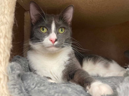 Sam, Young Domestic Short Hair (short coat), cat for adoption in Rochester, New Hampshire