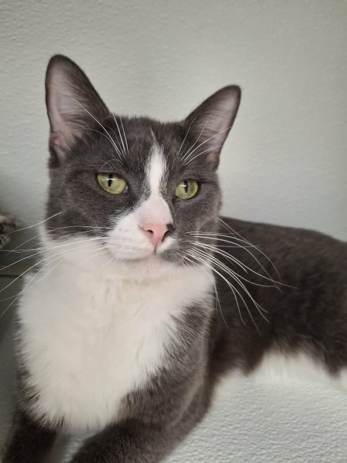 Sam, an adoptable Domestic Short Hair in Gonic, NH