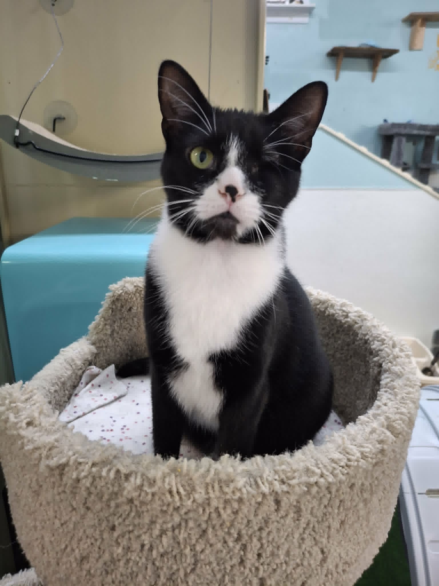 Puff And Puddle - Domestic Short Hair