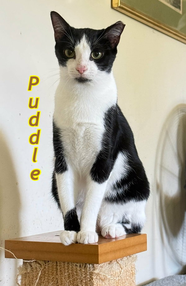Puddle AND Puff