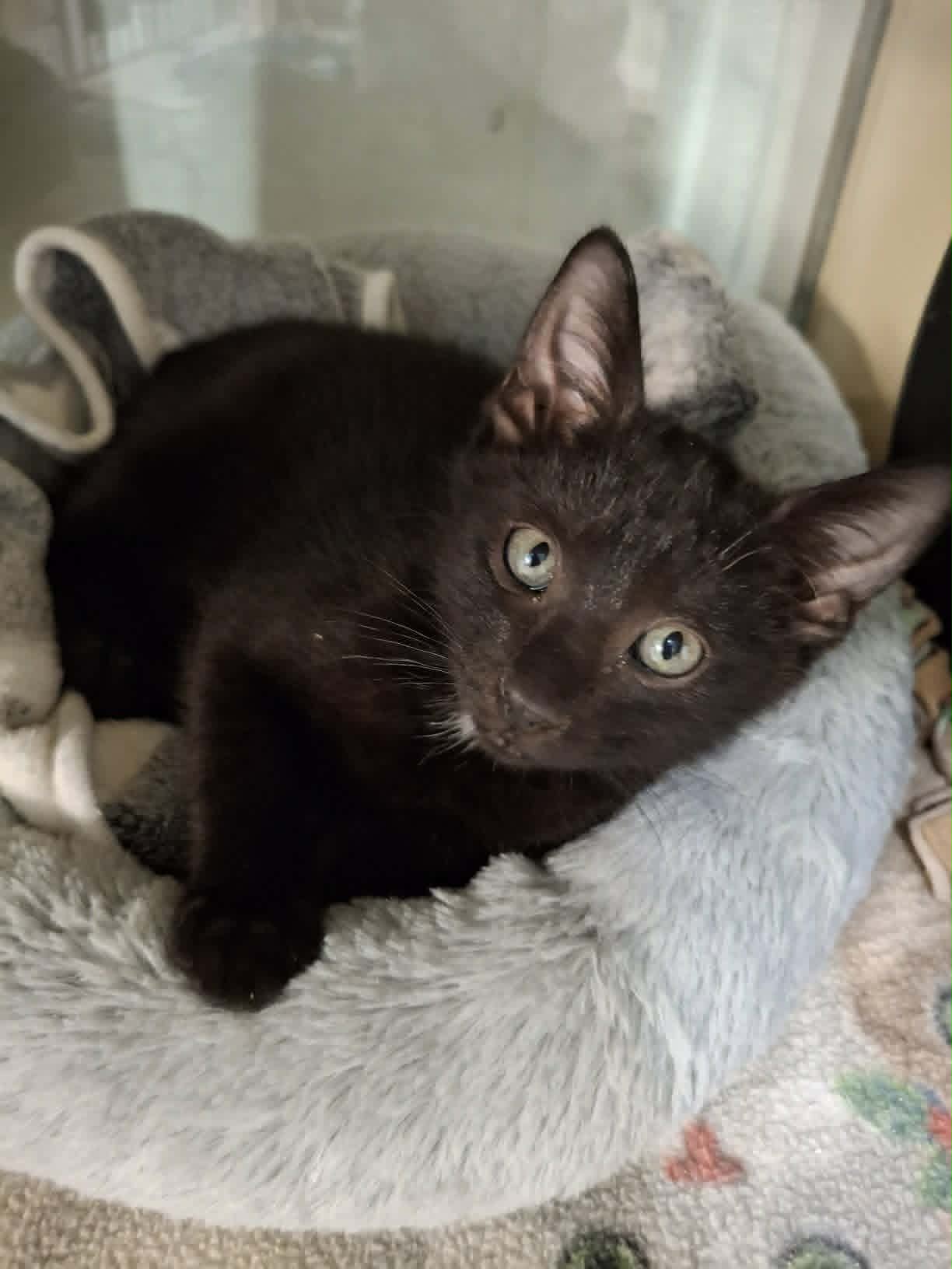 Ozzy And Oakley - Domestic Short Hair