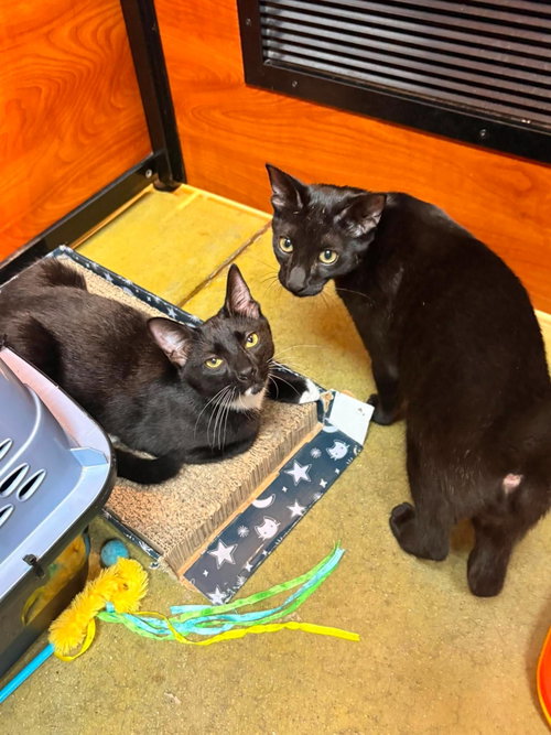 picture of the cat needing adoption