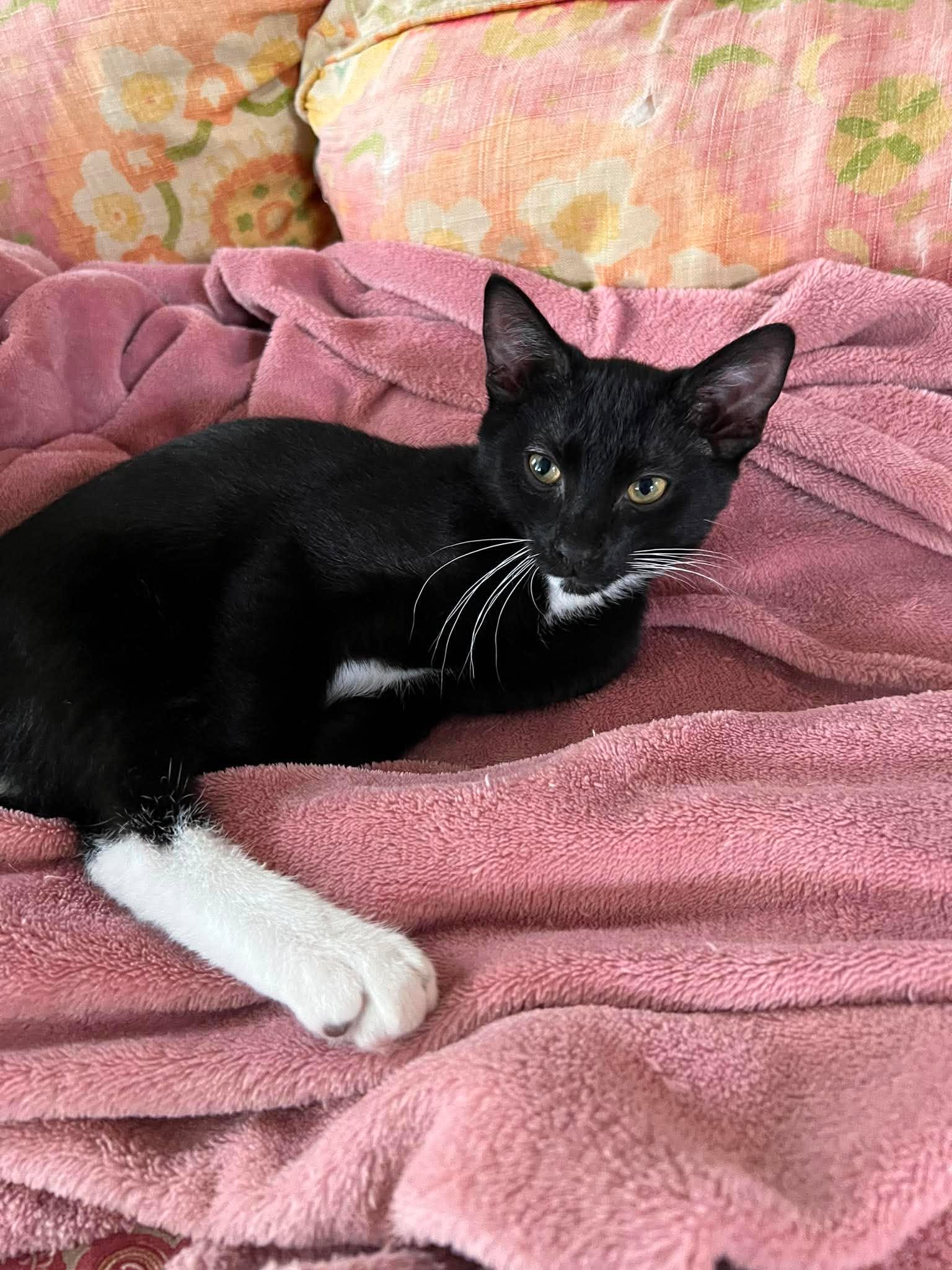 Oakley And Ozzy - Domestic Short Hair