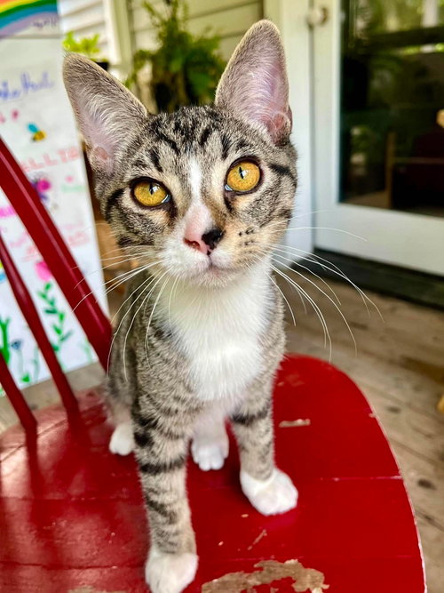 Dilly, an adoptable Domestic Short Hair in Gonic, NH