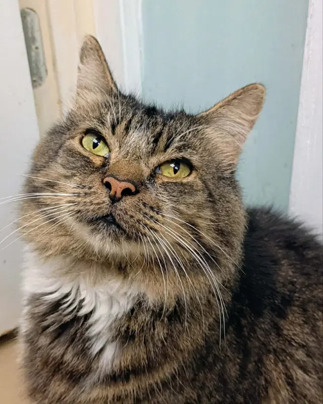 Snuggles - Domestic Long Hair