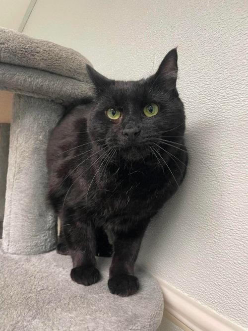 Hex and Tato, an adoptable Domestic Short Hair in Gonic, NH