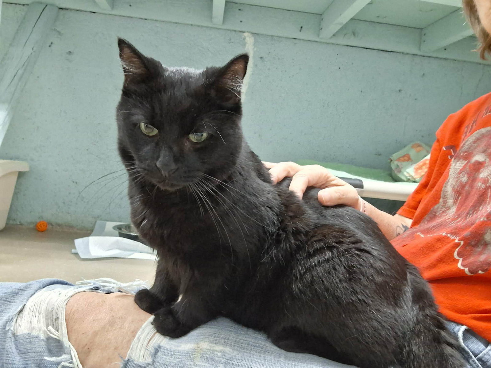 Hex and Tato, photo 6