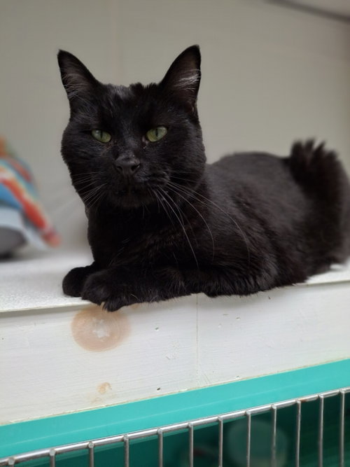 Hex and Tato, an adoptable Domestic Short Hair in Gonic, NH
