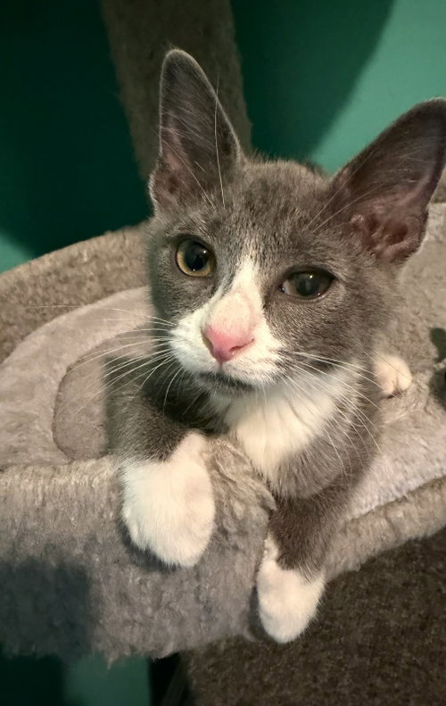 picture of the cat needing adoption