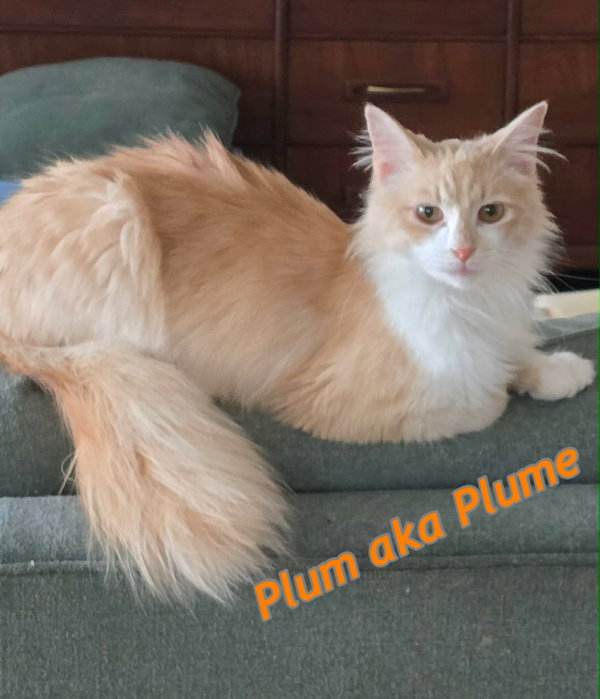 Plum