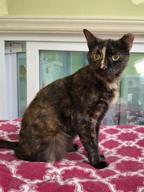 Liz, Adult Domestic Short Hair (short coat), cat for adoption in Rochester, New Hampshire