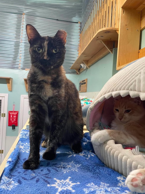Liz, an adoptable Domestic Short Hair in Gonic, NH