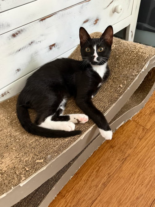 picture of the cat needing adoption