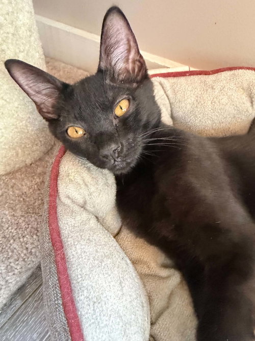 picture of the cat needing adoption
