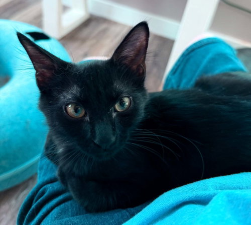 picture of the cat needing adoption