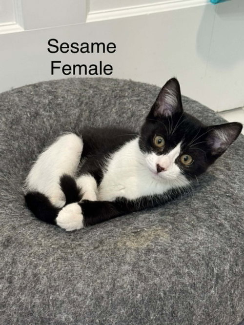 Sesame AND Cayenne, an adoptable Domestic Short Hair in Gonic, NH
