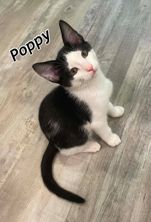 Poppy photo 5
