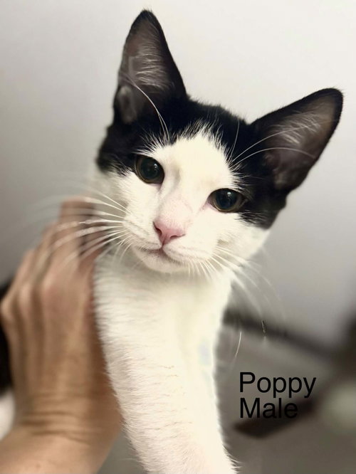 Poppy, an adoptable Domestic Short Hair in Gonic, NH