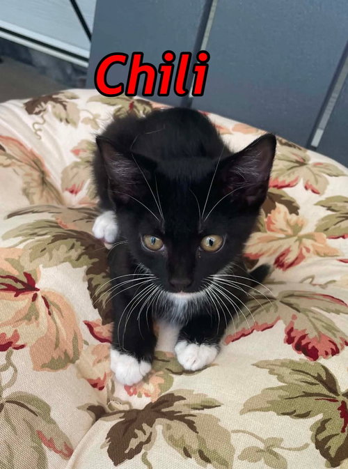 Chili photo 4