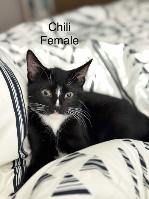 Chili, an adoptable Domestic Short Hair in Gonic, NH