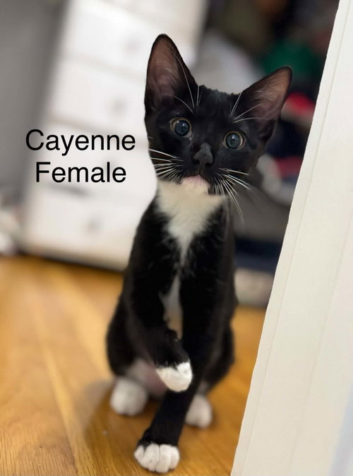 Cayenne AND Sesame