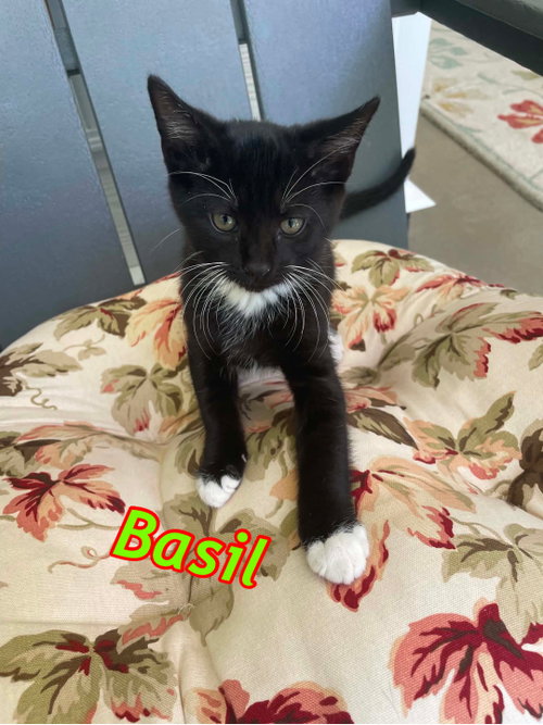 Basil photo 4