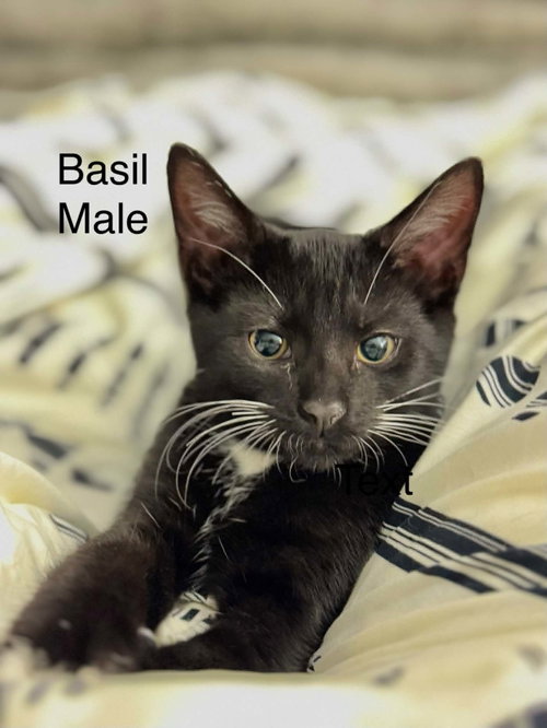 Basil, an adoptable Domestic Short Hair in Gonic, NH
