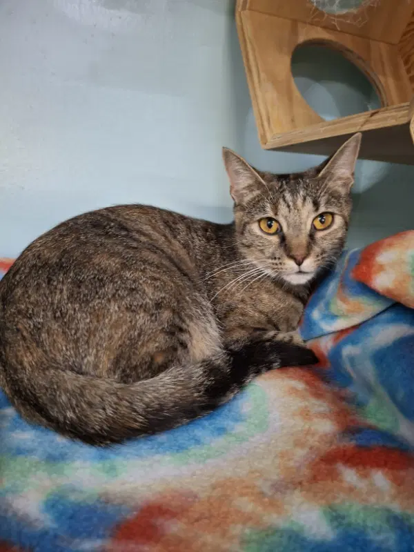 Misty - Domestic Short Hair