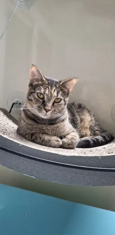 Misty - Domestic Short Hair