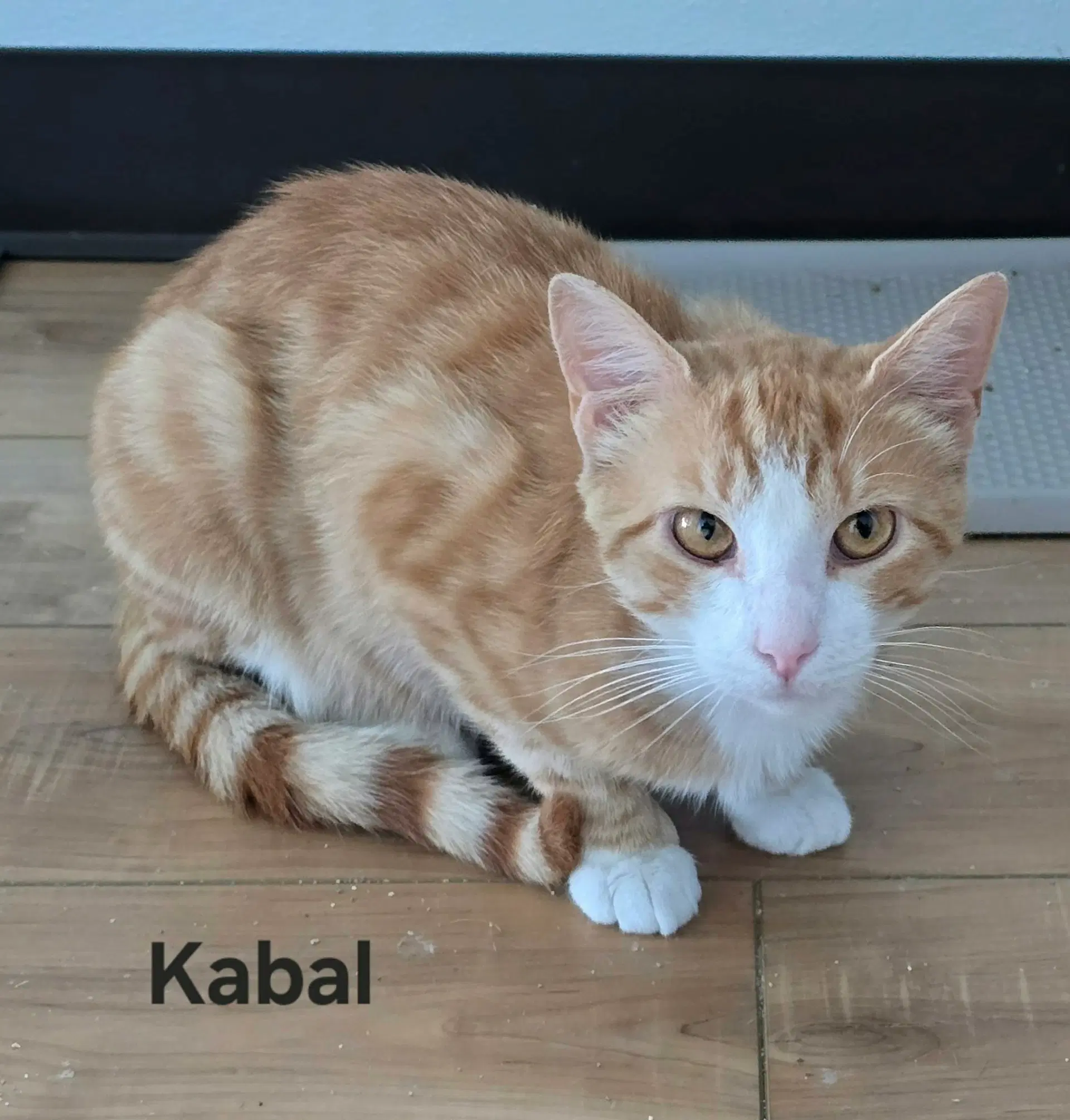 Kabal image 4