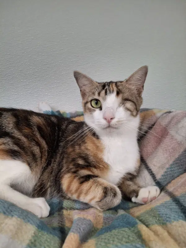Wink - Domestic Short Hair