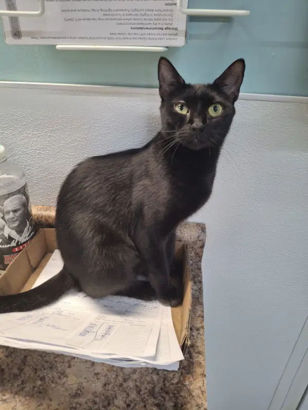 Fiji - Domestic Short Hair