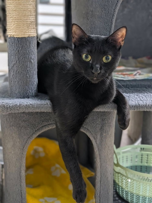 Fiji, a cat for adoption from FuRRR Feline Rescue