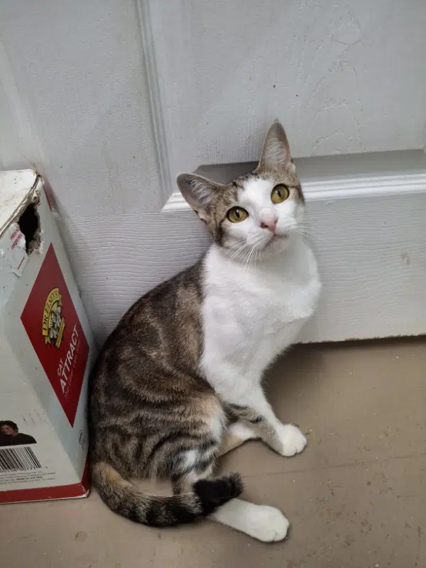 Polly And Marti - Domestic Short Hair
