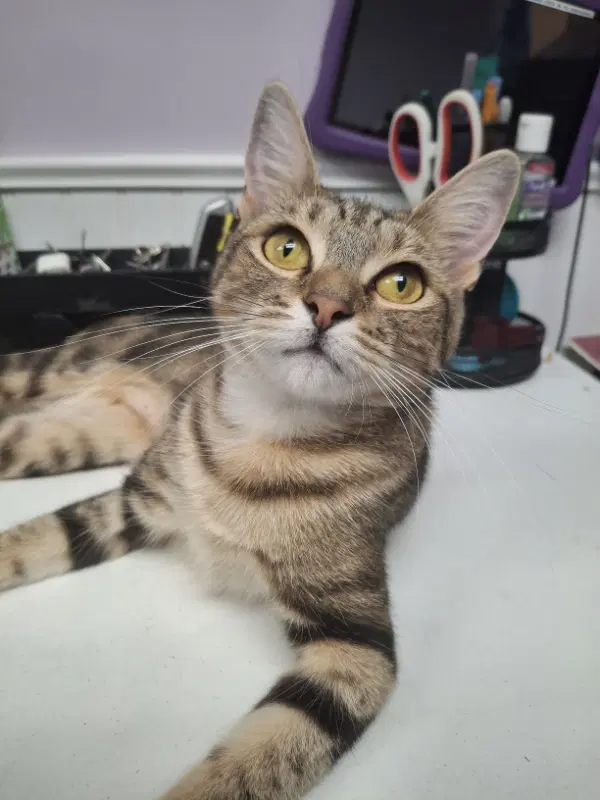 Marti And Polly - Domestic Short Hair
