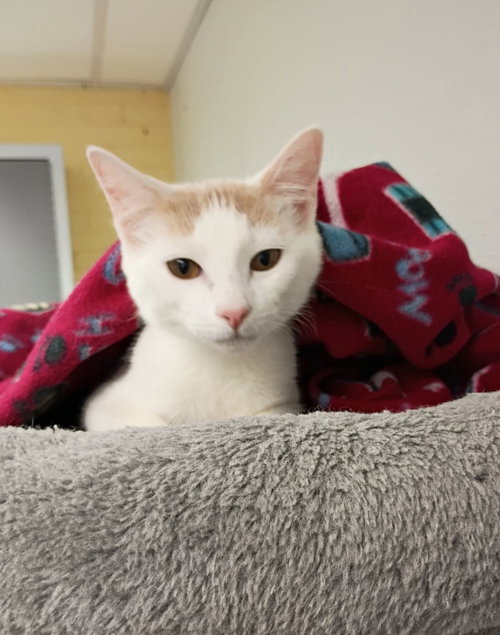picture of the cat needing adoption