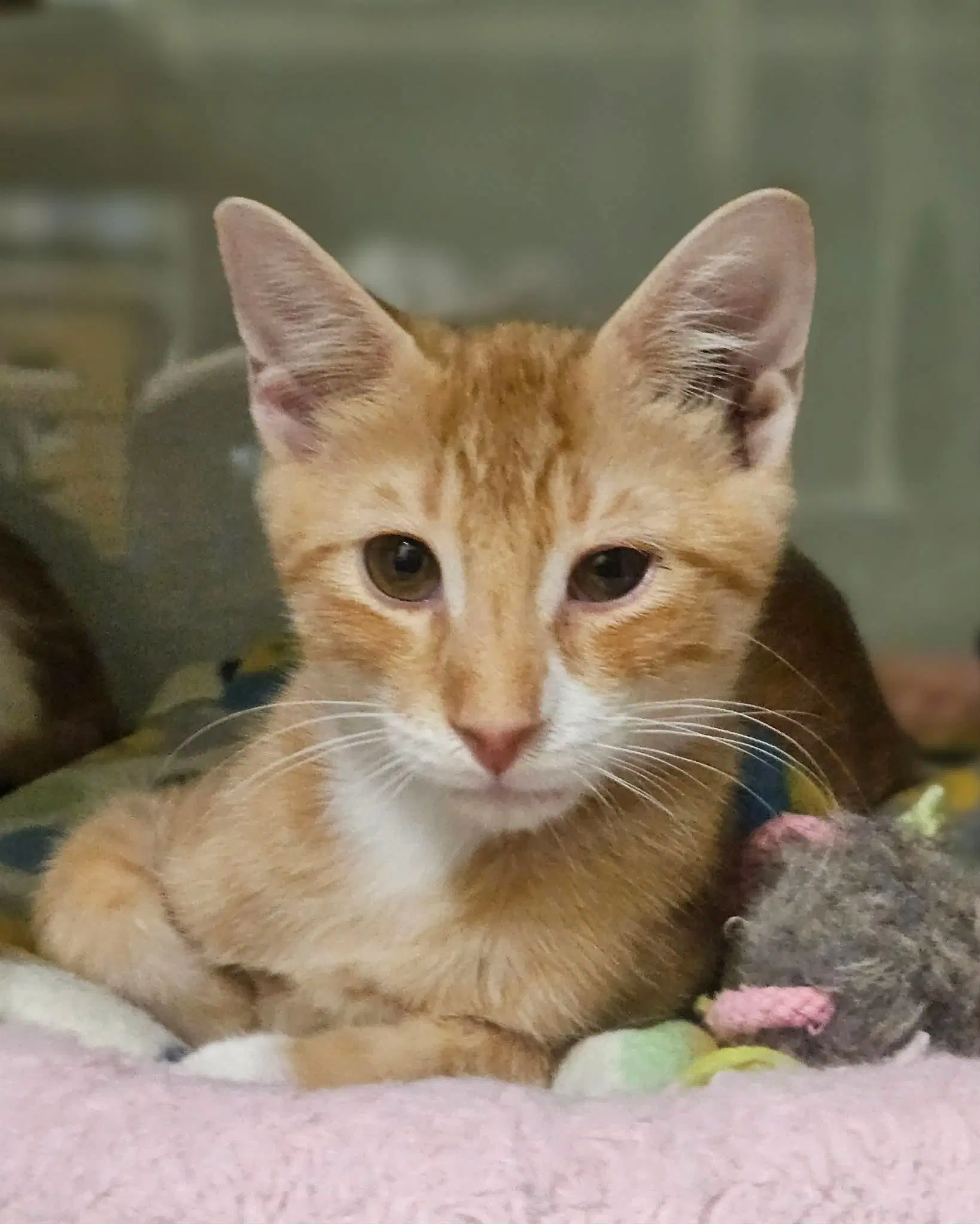 O'malley And Darby - Domestic Short Hair