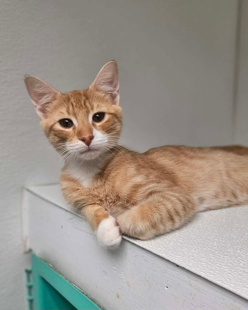 picture of the cat needing adoption
