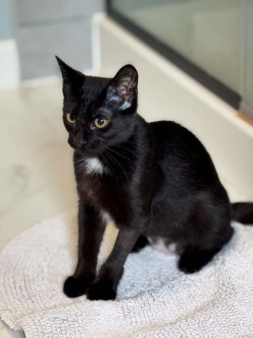 Peaches AND Cy, a cat for adoption from FuRRR Feline Rescue