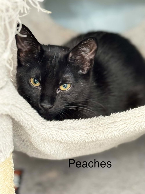 Photo 2 of Peaches AND Cy