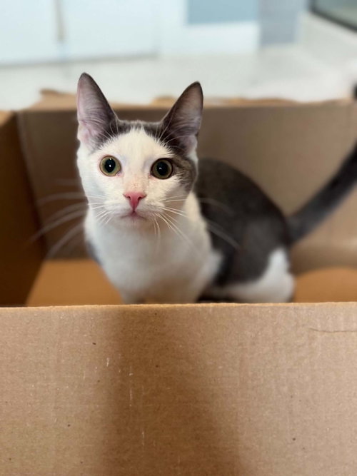 Cy AND Peaches, a cat for adoption from FuRRR Feline Rescue