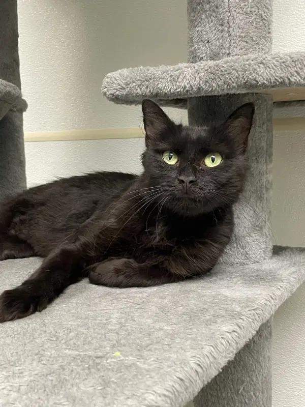Stormy - Domestic Short Hair