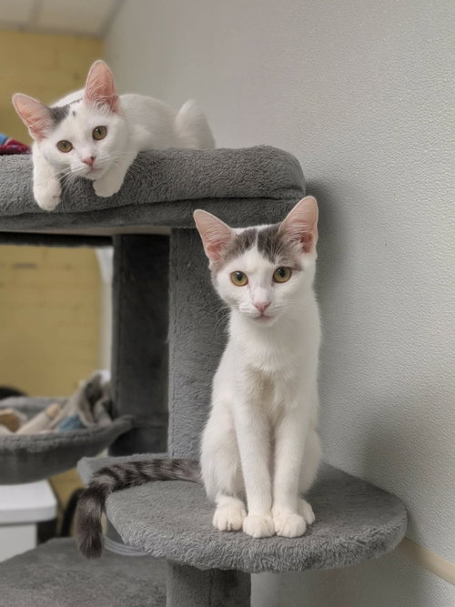 picture of the cat needing adoption