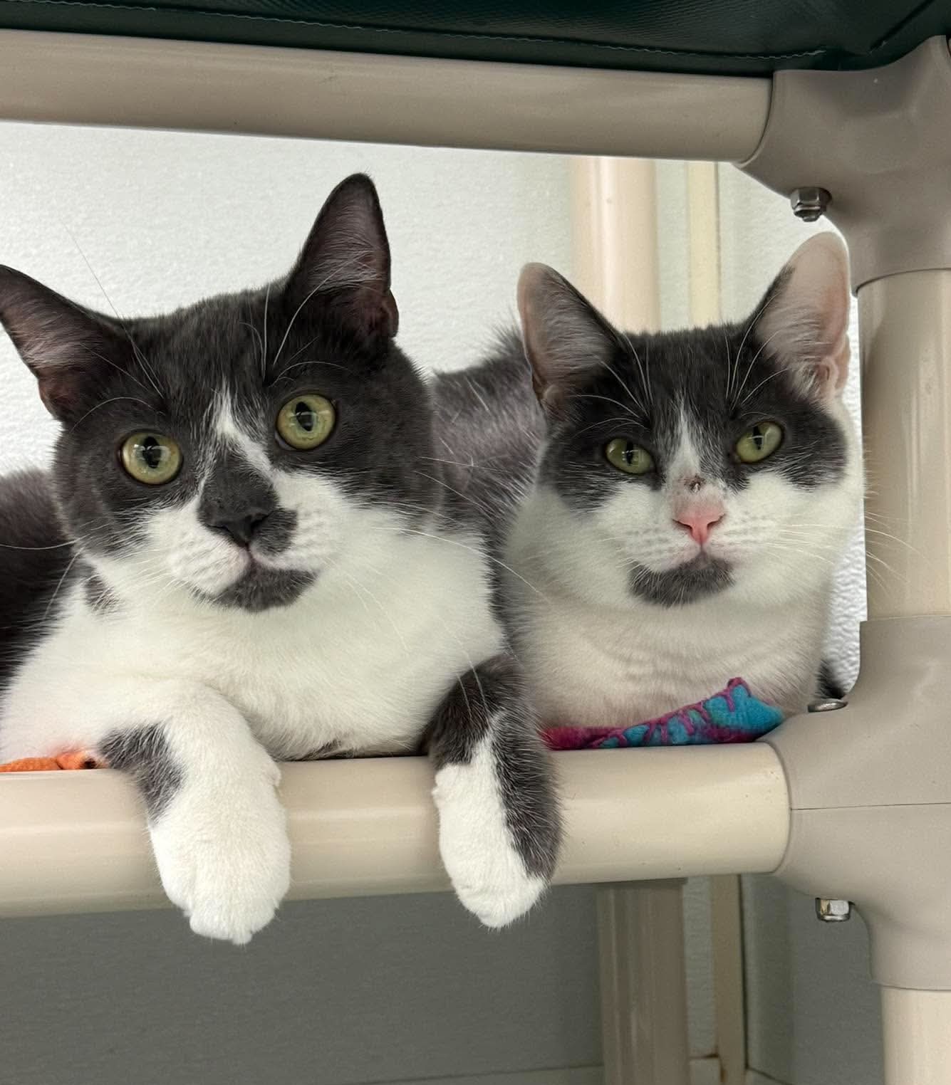 Nellie AND Little Oscar, Domestic Short Hair
