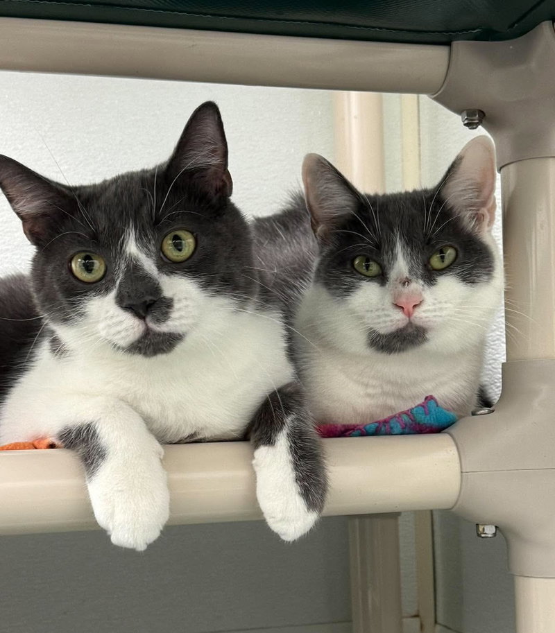 Nellie AND Little Oscar, young female cats up for adoption