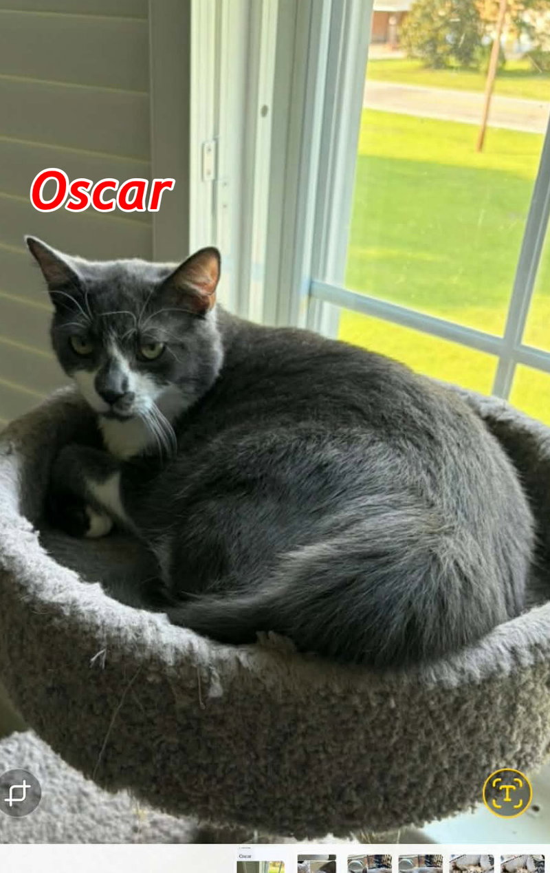 Little Oscar AND Nellie, photo 5