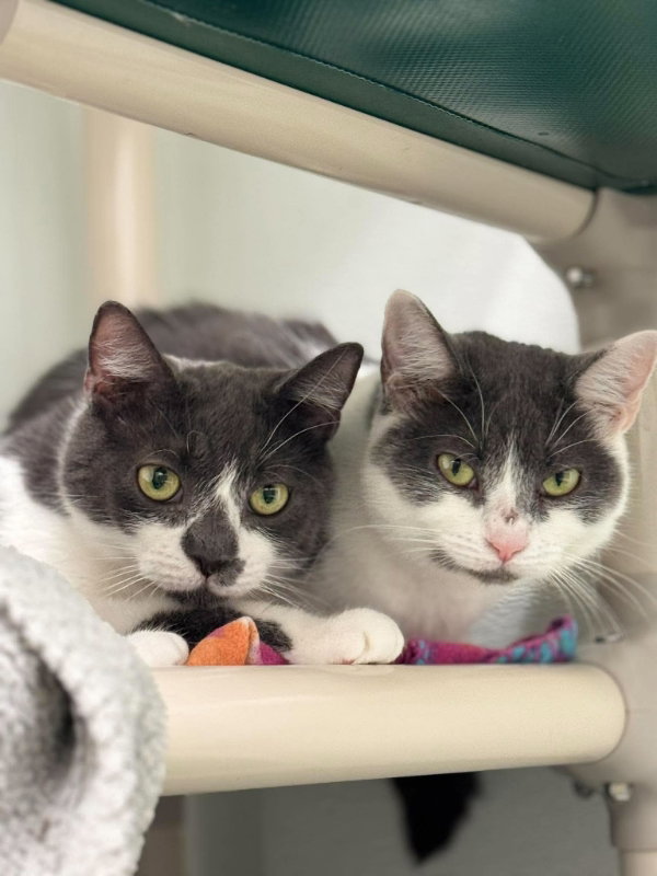 Little Oscar AND Nellie, Domestic Short Hair