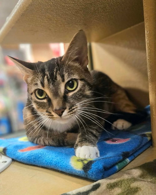 picture of the cat needing adoption