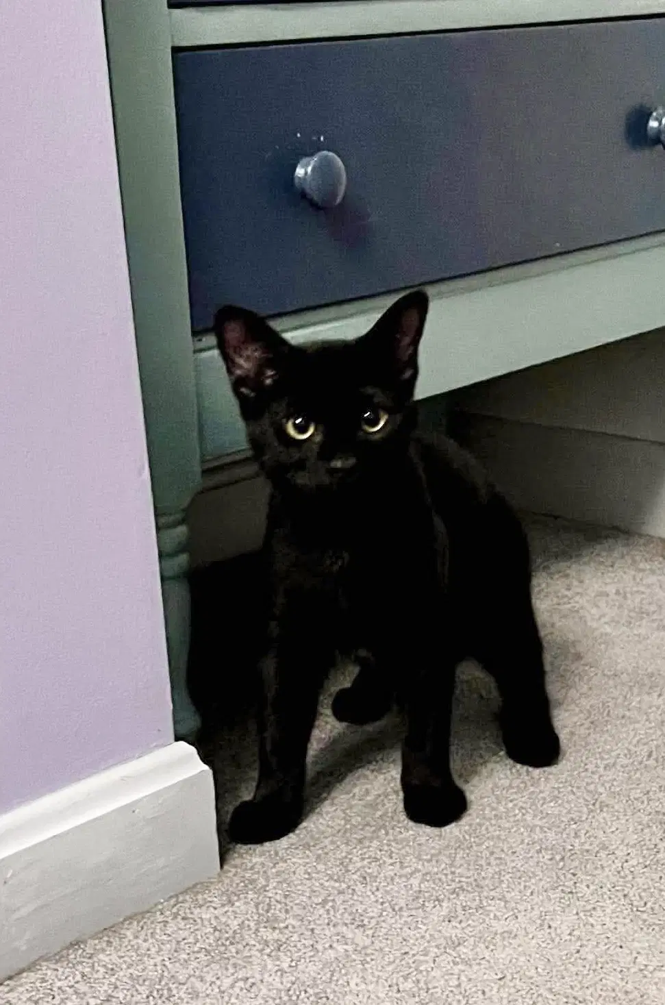 Patrick Henry And John Brown - Domestic Short Hair