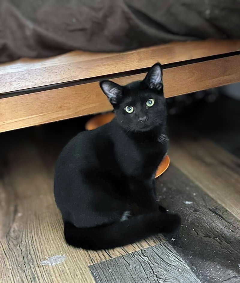 Patrick Henry AND John Brown, male kittens up for adoption